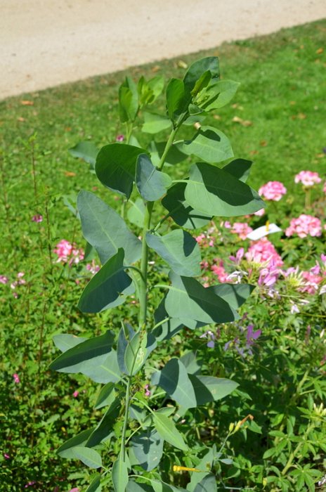 Nicotiana glauca (2)